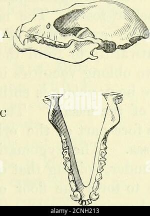 . Zur Anatomie von Wirbeltieren [elektronische Ressource] . Schädel des Galeopithecus. SKELETT VON INSECTIVORA. 389 25-i. Stockfoto