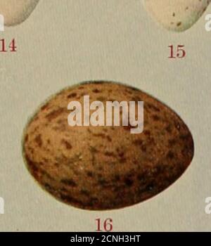 . Vogelhäuser. Die Nester, Eier und Brutgewohnheiten der Landvögel, die im Osten der Vereinigten Staaten brüten; mit Hinweisen auf die Aufzucht und das Fotografieren von Jungvögeln. Stockfoto