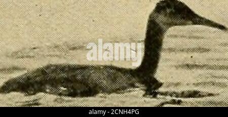 . Vogelkunde . AMERICAN SCAUP ENTE UND HOLBGELLS GREBE 19. MÄRZ 1916. DER HINTERGRUND IN DIESEM UND DEM DARAUF FOLGENDEN FOTO IST SCHNEEBEDECKTES EIS, ich habe keinen Zweifel, aber dass die kleine Bufflehead sich vollständig erholt hat und ihre Art mit ihren Beiden auf ihrer Nordwanderung verbunden hat. Nie, seit 1912, haben so viele Enten in dieser Falle gefangen worden, aber affew dort jeden Winter gefangen bekommen. Canvasbacks und Scaups sind die prin-cipal Opfer, und manchmal finden wir tote Golden-Eyes und Black Ducks.Gadwalls, Pintails und Redheads manchmal halten in den Kanal für einen Tag oder zwei, und manchmal nach einem schweren Sturm ein Stockfoto