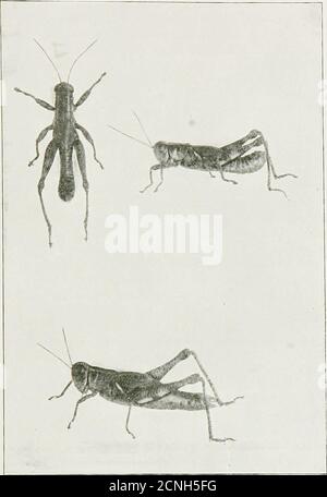 . Natur Skizzen im gemäßigten Amerika, eine Reihe von Skizzen und ein beliebtes Konto von Insekten, Vögel und Pflanzen, behandelt von einigen Aspekten ihrer Entwicklung und ökologischen Beziehungen . Blätter. Ich fand die Sekten auch recht häufig am Waldrand, und es war kein ungewöhnlicher Anblick, sie in der letzten Augusthälfte in den offenen Feldern sofort um die Wälder herum verstreut zu sehen. Ich sah nicht selten die Weibchen, die sich auf alten Holzstücken sonnen, auf dem Boden liegen, während die mehraktiven Männchen oft die Rinde solcher Bäume wie der Butternut suchten, auf denen sie sich sonnen sollten. In t Stockfoto