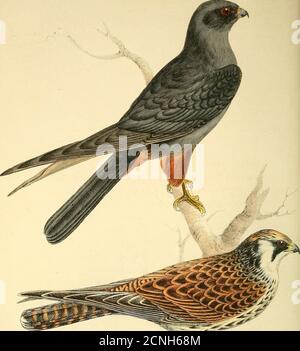 . Farbige Illustrationen britischer Vögel und ihrer Eier. Stockfoto