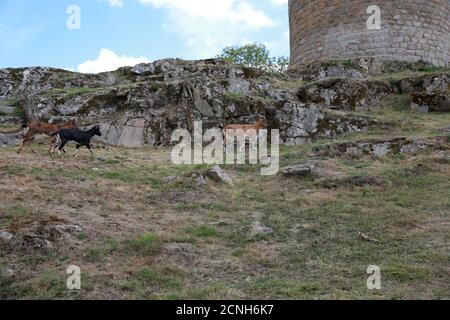 Château de Crozant, Vallée de la Sedelle, Crozant, Creuse, Mittelfrankreich, Europa Stockfoto