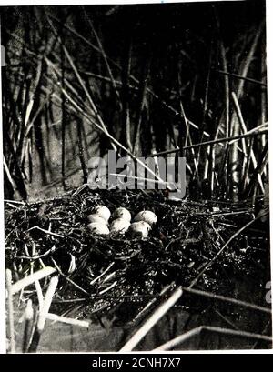 . Das Vogelbuch, illustriert in natürlichen Farben mehr als siebenhundert nordamerikanische Vögel, auch mehrere hundert Fotos von ihren Nestern und Eier . WM//. ^Valtor Kaine XEST AXD EGGS OP GEHÖRNTE GUBBBhialtcoats Sümpfe. Assinibola, 6. Juni 1901 14 5. Mexikanischer Gkeba. Coli/mbusdominicus hrachypterus. Range. - Southern Texas und Lower Cali-fornia soutliward nach Südamerika, Rasse-ing tlirougliout seiner Reichweite. Der kleinste Grebe ist mit Abstand der kleinste der Grebes in diesem Land, ist aber 10 in.in Länge; es kann nicht mit irgendeinem anderen verwechselt werden, der OhrenGrebe ist der einzige Spe-Cies dieser Familie foun Stockfoto