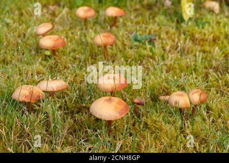 Mäher Pilze im Moos eines Gartens im Herbst Stockfoto