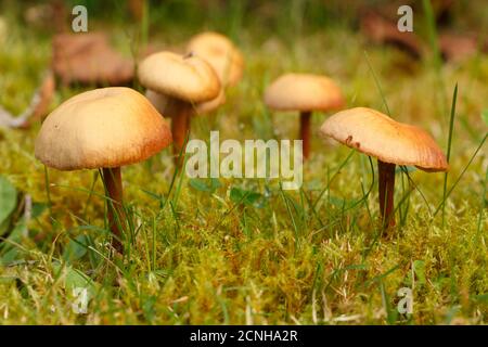 Mäher Pilze im Moos eines Gartens im Herbst Stockfoto