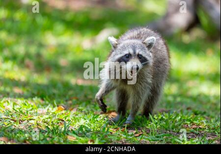 Waschbär Stockfoto