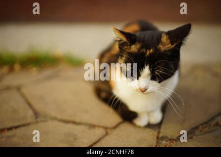 Tricolor Katze entspannen Sie im Abendsommergarten. Stockfoto