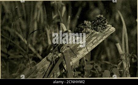 . Vogelkunde . WAS DIE EIER WAREN IN. WAS WAR IM EIERNEST, EIER UND JUNGE VON ROTFLÜGELVOGEL fotografiert von der Natur, von C. G. Aobbtt (l47) EIN Goldfinch Idyll VON ELLA GILBERT IVES KENNEN Sie von einer weit entfernten Weide, wo in der Blaubeerzeit Spatzen Verstecken in den Büschen spielen, Und Finken sind ähnlich goldene Kugeln auf die Brise geworfen ? Es war in einem solchen Feld, dass mein Goldfinch fand die Distel-down für ihre weiche Couch - ihre Couch, beobachten, denn es war die stumpfe Mate in grünlichem Olive, die das Bett gemacht. Ich war dort, als der Ahornzweig für das Nest ausgewählt wurde – wie es Glück gehabt hätte Stockfoto