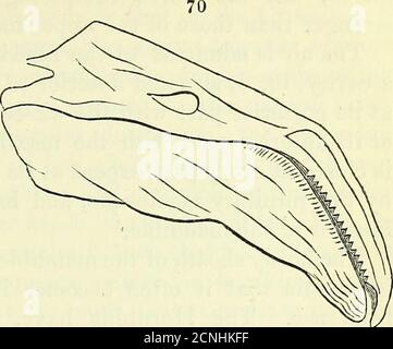 . Zur Anatomie von Wirbeltieren [elektronische Ressource] . Bill of the Spoonbill. VERDAUUNGSSYSTEM DER VÖGEL. 149. Bill of the Flamingo. Stockfoto