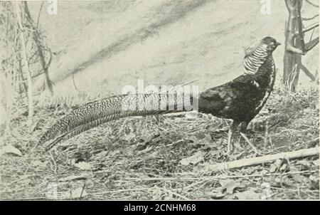 . Audubon . klingelt ihn vor seiner Gemahlin und dann, mit einem schönen Schwung seiner Long Mail, rollt er vor ihr und gleichzeitig lilt und verbreitet er den schönsten Fan, den die Natur je erdacht hat. Es ist jetzt, dass er von den Bewohnern seines Urwaldes verehrt wird. Der Pfau gehört zur Familie der Fasan, die Männchen von allen, die sich für ihr brillantes Gefieder und ihre neugierigen Darstellungen ausloten. Die Ausstellung des aus West-Zentral-China stammenden und auffälligen Goldenen Fasans ist in den begleitenden Fotografien zu sehen. Auch wenn bei resthe ist ein Gorgeo Stockfoto