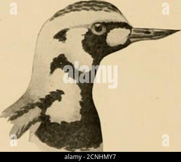 . Vögel von North Carolina. gs sind zwei bis vierer Zahl, Messung etwa 1.00 x 1.45. Sie sind schwarz getupft auf einer drabground-Farbe. Pearson hat ihre Nester an den Meeresstränden in Carteret County (Cape Lookout), Onslow County (Stump Sound) und New Hanover County (Corn-Cake Inlet) gefunden. 22. FAMILIE APHRIZID/E. SURF-VÖGEL UND TURNSTONES EINE kleine Familie, einschließlich der Vögel verbündet, um die Plover, aber mit den Füßen vier-toedand der tarsus scutellate vor. Eine einzige Gattung und Art kommt bei uns vor. Gattung Arenaria (Briss.)134. Arenaria interpres morinella {Linn.). Ruddy Turnstone. Beschreibung: Variante Stockfoto