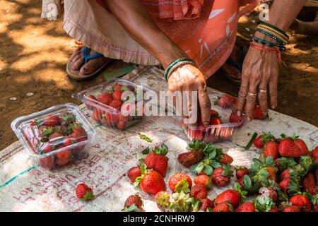 Bio-Erdbeeren werden sortiert und verpackt zum Verkauf auf einer Farm in Goa, Indien Stockfoto