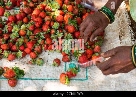 Bio-Erdbeeren werden sortiert und verpackt zum Verkauf auf einer Farm in Goa, Indien Stockfoto