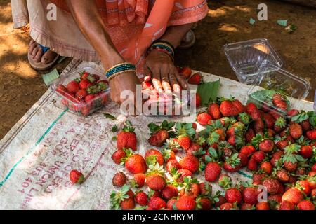 Bio-Erdbeeren werden sortiert und verpackt zum Verkauf auf einer Farm in Goa, Indien Stockfoto