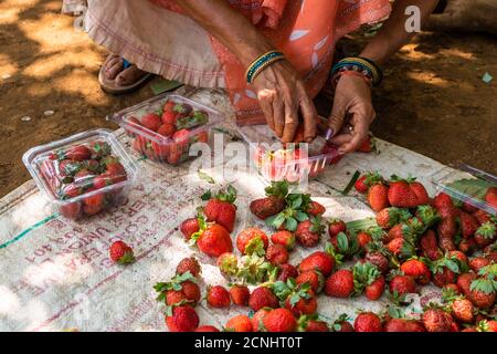 Bio-Erdbeeren werden sortiert und verpackt zum Verkauf auf einer Farm in Goa, Indien Stockfoto