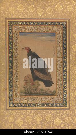 Red-headed Vulture, Folio aus dem Shah Jahan Album, recto und verso: Anfang des 19. Jahrhunderts. Stockfoto