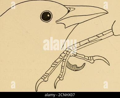 . "Jeder Vogel;" ein Leitfaden zur Identifizierung der Vögel von Wald, Strand und Meer. Mit hundertzwanzig-zeiligen Abbildungen . Nr. 44. Gattung: Scolecopliagus. ROSTIGES KNISTERN. Art: S. carolinus. Verbreitung: Ein gewöhnlicher Migrant, der sich sparsam im Norden brütet und manchmal im südlichen Neuengland überwintert. Datum der Ankunft: Ende März, vorbei nach Norden Ende April. Abreisedatum: Oktober und November. Allgemeines Gefieder: Männchen, schwärzlich grau mit Schillerfarbe, rostig. Weibchen averag-ing kleiner und zeigt mehr rostig oder braun, Auge gelb.Bill und Füße schwarz. Länge ca. 9. Stockfoto