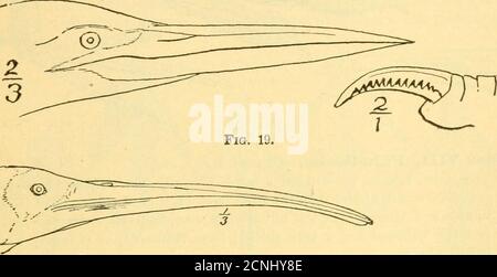 . Handbuch der Vögel des östlichen Nordamerika . Abb. 20. Stockfoto