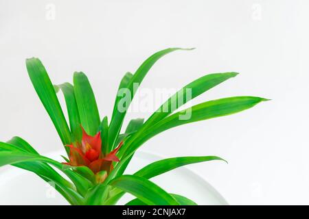 Nahaufnahme der Guzmania Pflanze mit roter Blume auf weiß Neutraler Hintergrund Stockfoto