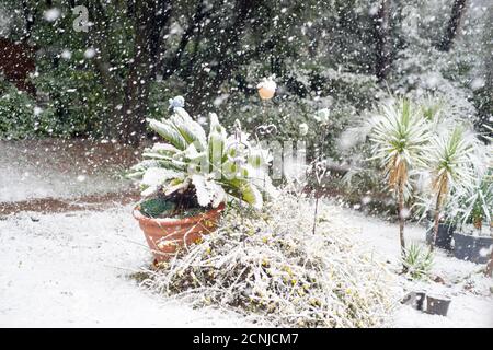 Im Februar fällt Schnee auf einen mediterranen Garten. Cycas, Yuccas und Palmen im Hintergrund bedeckt mit weißem Schnee. Valbonne, Frankreich Stockfoto