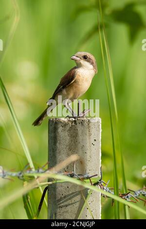 Juvenile Langschwanz Würger Barken auf einem Pol Blick in ein Entfernung Stockfoto