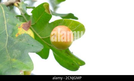 Acorn auf dem Ast. Nahaufnahme mit selektivem Fokus. Natur Hintergrund. Stockfoto