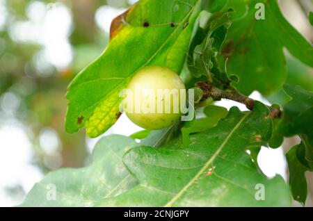 Acorn auf dem Ast. Nahaufnahme mit selektivem Fokus. Natur Hintergrund. Stockfoto