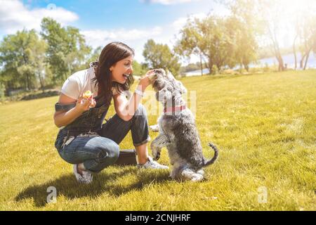 Kaukasische Frau trainiert und füttert ihren geliebten Schnauzer Hund im Park. Konzept der Liebe zu Tieren. Beste Freunde Stockfoto