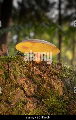 Lärche Bolete, Suillus grevillei, Ansicht zeigt Unterseite Stockfoto