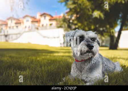 Porträt eines schönen Hund Schnauzer auf dem Gras sitzen Und Blick in die Ferne im Park.das Konzept der Liebe für Ani Stockfoto