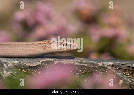 Langsamer Wurm, Anguis fragilis, unter Heidekraut, Spätsommer auf Buckinghamshire Heide Stockfoto