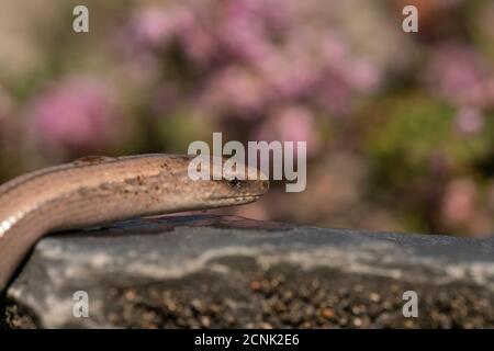 Langsamer Wurm, Anguis fragilis, unter Heidekraut, Spätsommer auf Buckinghamshire Heide Stockfoto