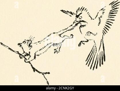 . Wilde Tiere, die ich gekannt habe: Und 200 Zeichnungen. Oben, das ist ein trickrequiring längere Bekanntmachung, und doch er nie vergessen, dass lag-low ist der Anfang aller wisdomand brierbush der einzige Trick, der immer sicher ist. Ihm wurden die Zeichen beigebracht, mit denen er seine Feinde kennen sollte und dann den Weg, sie zu beschimpfen.für Falken, Eulen, Füchse, Hunde, Curs, Nerze, Wiesel, Katzen, Skunks, Coons und Männer hat er einen anderen Plan der Verfolgung, und für alle diese Übel wurde ihm ein Heilmittel beigebracht. Und zur Kenntnis der enemys approacher lernte, sich zunächst auf sich selbst und seine Mutter, und dann auf die bluejay. Nevernegl Stockfoto