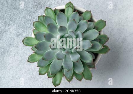 Natürlicher Hintergrund. Nahaufnahme grüne echeveria saftig. Draufsicht - Bild Stockfoto