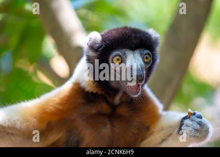 Ein Sifaka Lemur, der sich in der bequem gemacht hat Baumkrone Stockfoto