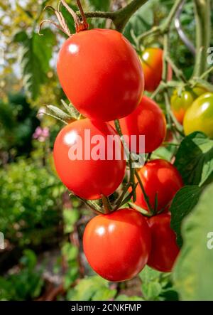 Reife rote Tomaten Sorte De Berao 'Omas Beste' am Busch, Bayern, Deutschland, Europa Stockfoto