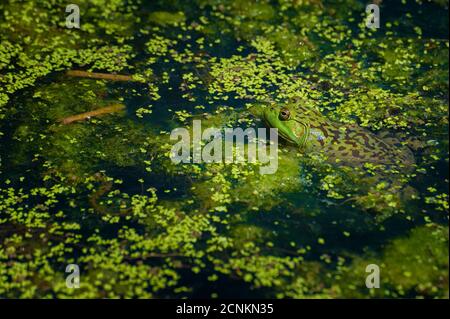 Ein Frosch fügt sich in seinen Lebensraum in einem Teich ein. Stockfoto