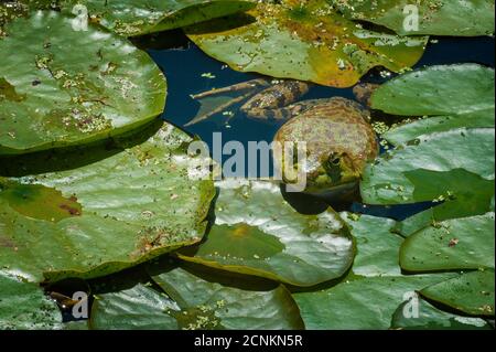 Ein Frosch fügt sich in seinen Lebensraum in einem Teich ein. Stockfoto