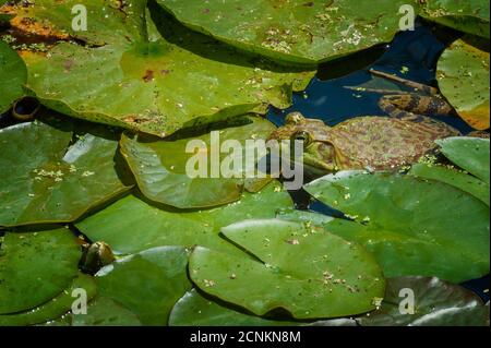 Ein Frosch fügt sich in seinen Lebensraum in einem Teich ein. Stockfoto