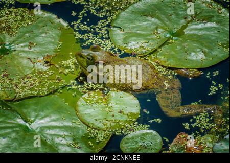 Ein Frosch fügt sich in seinen Lebensraum in einem Teich ein. Stockfoto