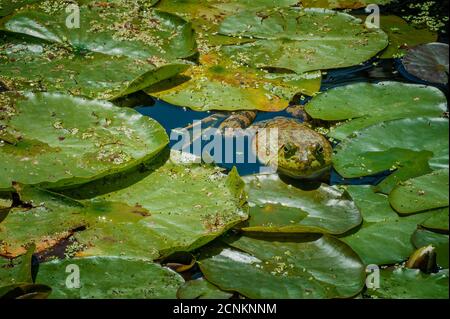 Ein Frosch fügt sich in seinen Lebensraum in einem Teich ein. Stockfoto