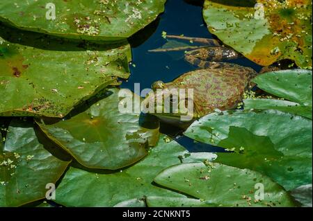 Ein Frosch fügt sich in seinen Lebensraum in einem Teich ein. Stockfoto