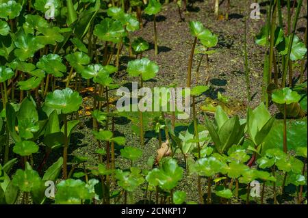 Ein Frosch fügt sich in seinen Lebensraum in einem Teich ein. Stockfoto