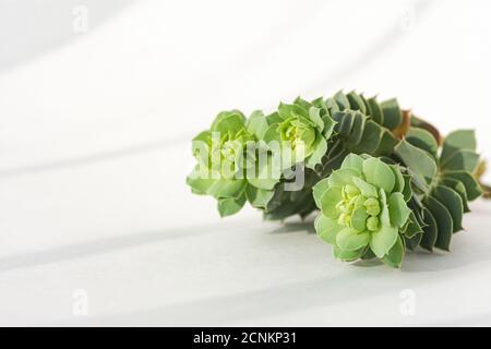 Nahaufnahme der Sukkulenten auf weißem Hintergrund mit weichem Fokus. Draufsicht auf eine kreative minimalistische Komposition. Sonnenlicht und schöne Lichtschatten. Platz für Stockfoto