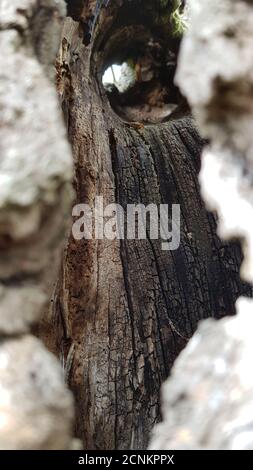 Holzbaum Hohlraum Apfelbaum Stockfoto