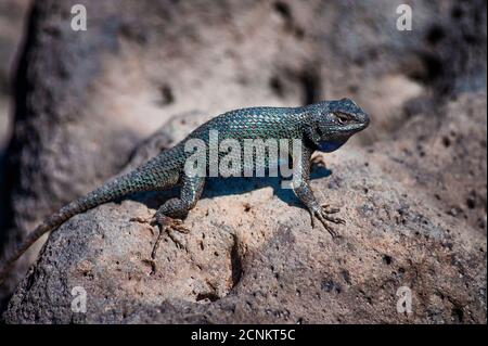 Eine Eidechse, die sich auf einem Felsen in der High Desert von Oregon in der Nähe von Bonanza, Oregon sonnen Stockfoto