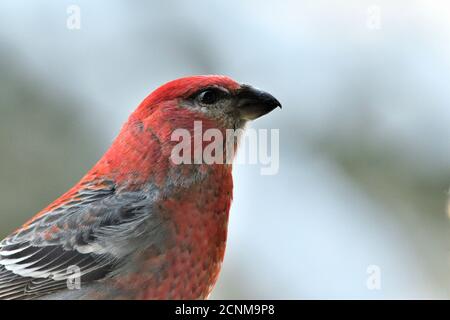 Eine Nahaufnahme des Seitenportraits eines Pine Grosbeak Vogels (Pinicola enucleator); Stockfoto