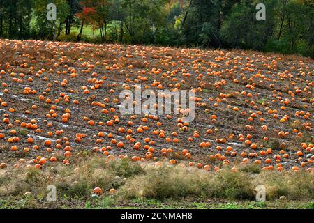 Ein Bauernhof Feld mit einer Ernte von kürbisse für einen Rückgang der Ernte im ländlichen Sussex New Brunswick Kanada bereit Stockfoto