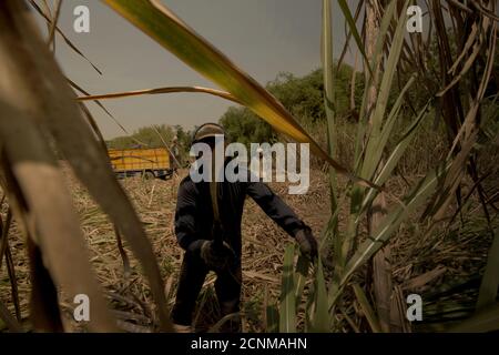 Arbeiter, die Zuckerrohr auf einer Plantage ernten, konnten die verarbeitende Industrie in der Zuckerfabrik Tasikmadu in Zentraljava beliefern. Stockfoto