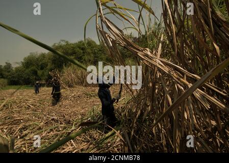 Arbeiter, die Zuckerrohr auf einem Plantagengebiet ernten, konnten die verarbeitende Industrie in der Tasikmadu Zuckerfabrik in Karanganyar Regency, Central Ja, versorgen Stockfoto